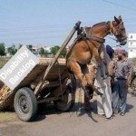 Democrats and the Disability Backlog Donkey