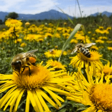 What do bees and the VA have in common?