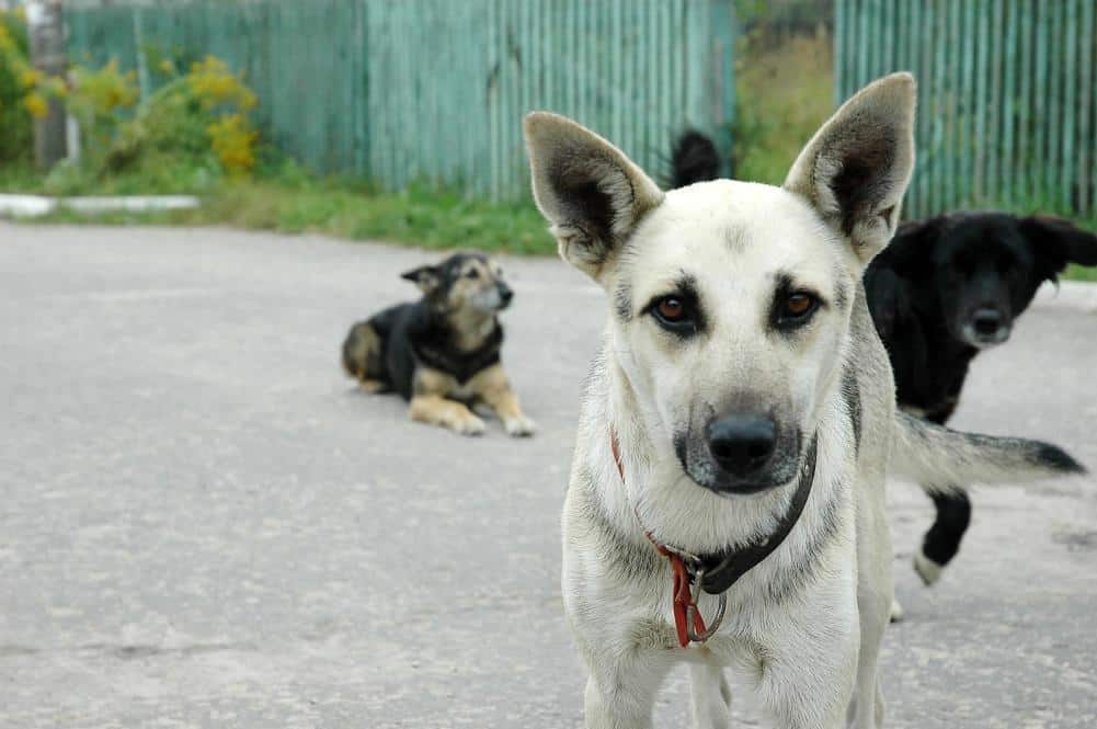 Veterans Affairs Dog Experiments