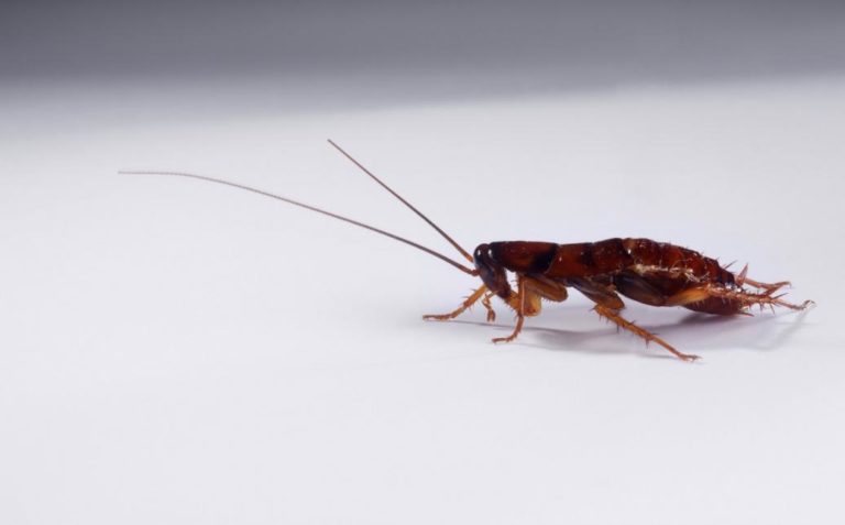 Cockroaches Spotted At Phoenix VA, And We Aren’t Talking About The Leadership There