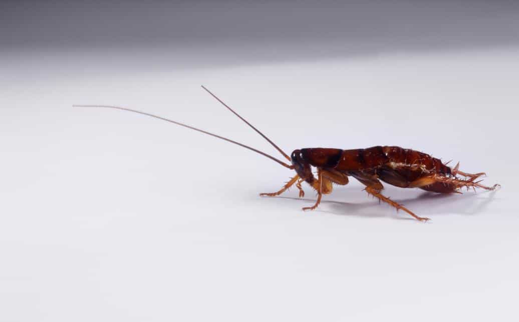 Cockroaches Phoenix VA