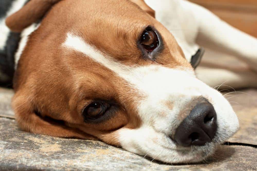 VA Dog Experiments Beagle