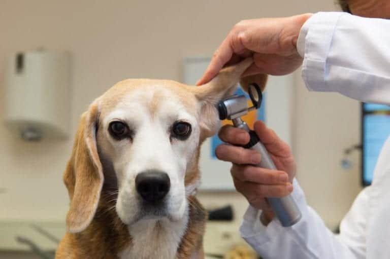 Dog Experiments At Veterans Affairs Set For Formal Review