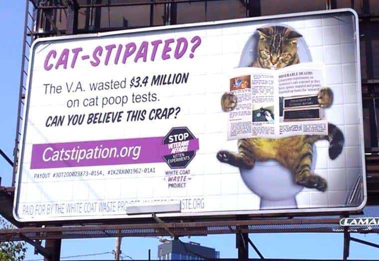 Catstipation: Legislators Take Action To Stop Gruesome Cat Experiments At VA