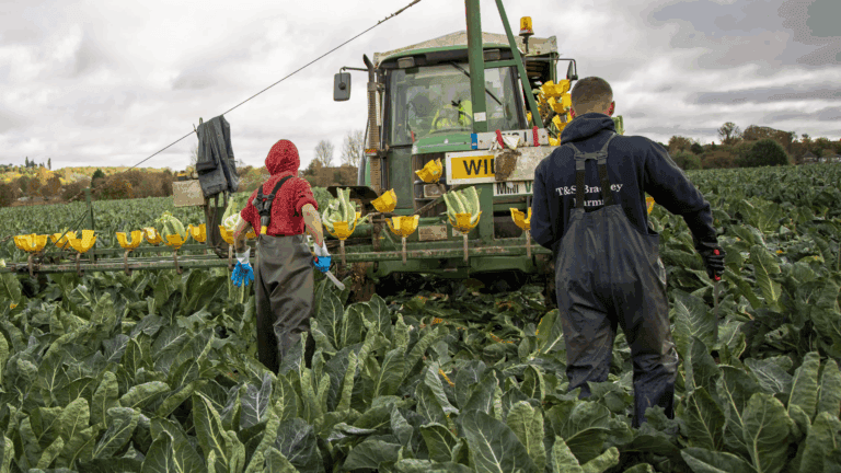 Healing in the Soil: How Farming Restores Purpose for Veterans
